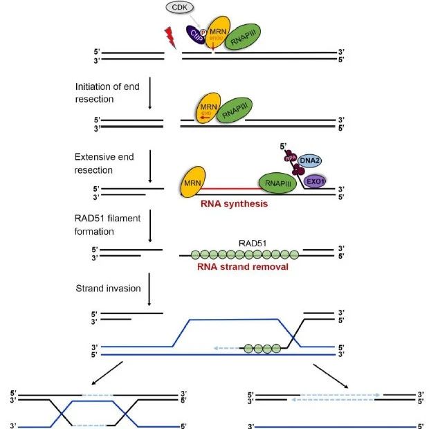 ​Cell：孔道春实验室突破性揭示 DNA 同源重组的关键机制