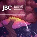 ​JBC 封面 | 田见晖团队揭示附植期间的母胎对话新机制
