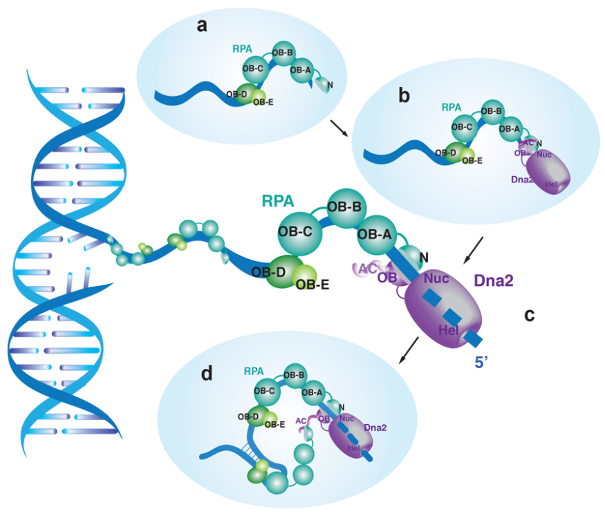 natcommun丨牛恒尧齐志合作阐释核酸酶dna2与单链dna结合蛋白rpa的