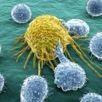 前沿 | 会休息才会工作！陈列平团队《科学》论文揭示T细胞保持战斗力的关键