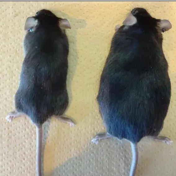 前沿 | 食欲暴增的秘密找到了！日本科学家发现缺了它，想瘦都瘦不下来