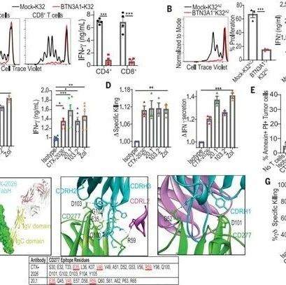 《科学》：揭示蛋白BTN3A1调控抗肿瘤免疫反应机制