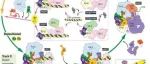 Science：我国科学家从结构上揭示预起始复合物在核心启动子上的组装机制