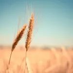 广东省中医药条例，10月1日起施行