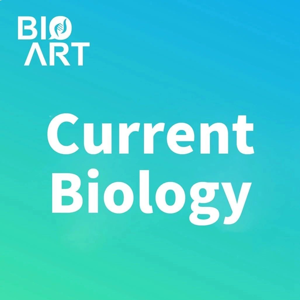 赵燕组揭示神经系统疾病致病基因WDR45和WDR45B调控神经细胞自噬小体成熟