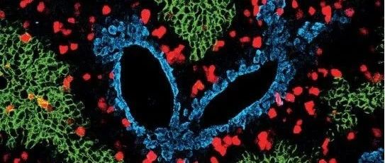 重磅！Science：我国科学家开发出细胞增殖追踪技术，揭示维持肝脏稳态和再生的细胞来源