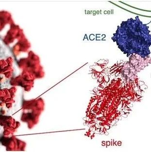 Cell：深度突变扫描揭示新冠病毒S蛋白受体结合结构域突变对S蛋白折叠和结合ACE2的影响
