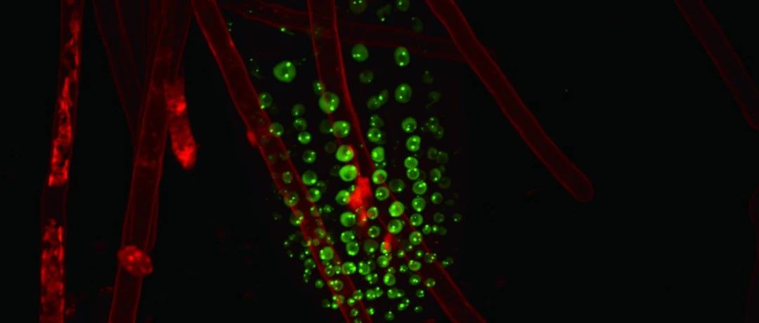 Nat Cell Biol | 戚益军组揭示植物miRNA产生的核心工作机制