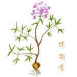 植提 | 延胡索的镇痛作用研究进展