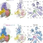 【首发】PNAS | 王明伟/杨德华团队揭示GLP-1受体小分子激动剂拟肽效应的的分子机制