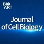 JCB | 周俊/承辛来课题组揭示pVHL调控SMAD3的降解来抑制TGF-β通路活性