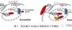 The Plant Cell：微生物所刘俊课题组揭示细菌摄取寄主铁元素的新机制