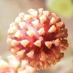 速递 | 新冠疫苗还要打第三针？辉瑞/BioNTech拟递交监管申请