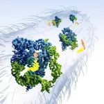 Nature | 苏昭铭/张凯铭等首次揭示了3.1 Å全长四膜虫核酶冷冻电镜结构