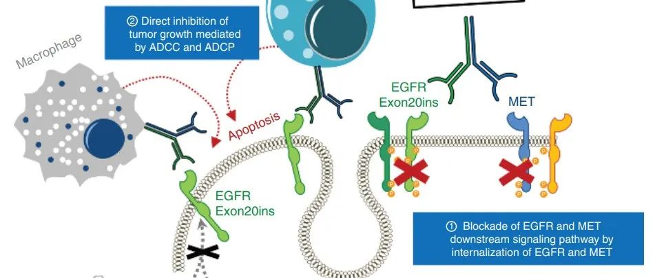 NSCLC丨FDA批准首个针对EGFR ex20ins突变靶向药物，G360 CDx成伴随诊断！