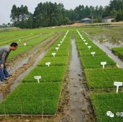 什么在影响籼稻米好不好吃？四川农大开发提高籼稻米口感的新方法