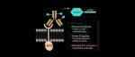 JACS | K-RAS(G12R)靶向治疗新突破