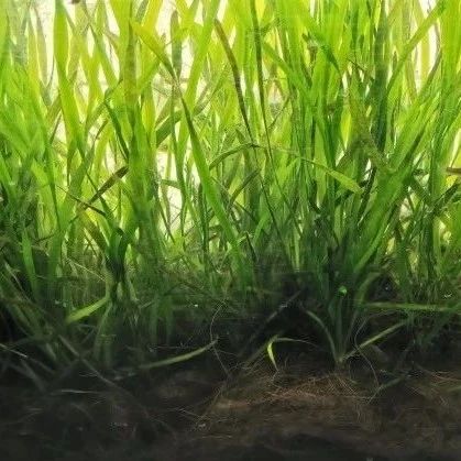 像“植皮”一样修复生态，松江科创团队研发“生态皮肤”