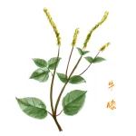 植提 | 中药牛膝化学成分和药理活性的研究进展