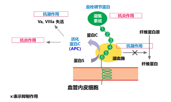 由于被激活的蛋白c具有抗凝作用,因此,tm是使凝血酶由促凝转向抗凝的