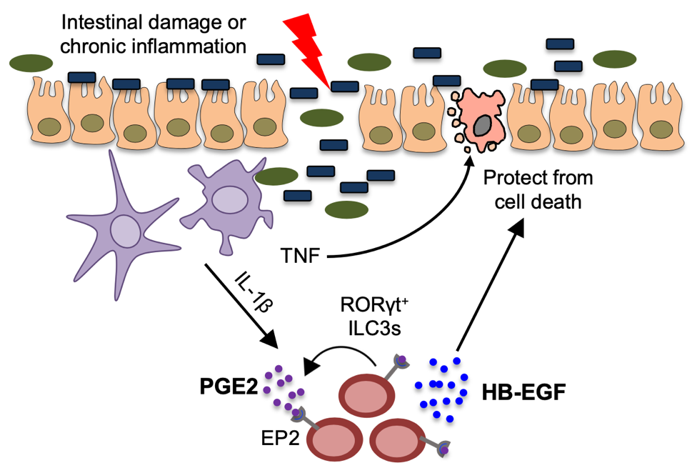 團隊在nature immunology雜誌上發表研究論文group 3 innate lymphoid