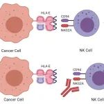 新免疫检查点，怀越生物NKG2A单抗，在美国获批临床试验
