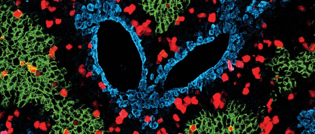 Science 突破!| 周斌团队开发示踪新技术发现成体肝细胞的真正来源