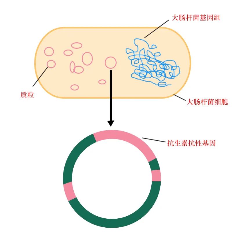 大肠杆菌基因组图片