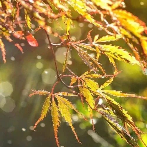 恒瑞医药他达拉非片获批上市，视同通过仿制药一致性评价