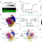 NSMB | 徐华强/张抒扬/余学奎/张磊砢合作解析新冠病毒复制酶与苏拉明复合物结构