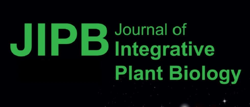 JIPB | 华中农业大学黄俊斌组首次揭示二羟基异丁酰化修饰在植物病原真菌致病调控中的作用