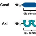 研发 | Gas6/Axl通路新药研发为何没有呈现群雄逐鹿之局面？