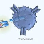 ASGCT 2021：同种异体CD30-CAR病毒特异性T细胞公布早期临床数据丨医麦猛爆料
