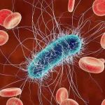 人工生物合成范例，伯克利实验室研究人员用工程细菌整合人工酶合成非天然物质