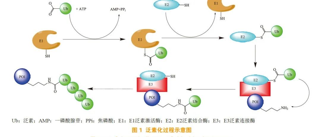 蛋白降解靶向嵌合体（PROTAC）在小分子药物研发中的机遇与挑战