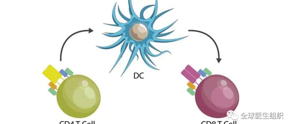 最新研究证实T辅助细胞决定新冠病毒感染的病程