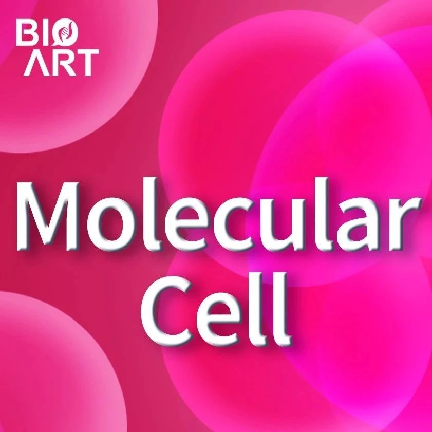 Mol Cell | 邹力团队揭示端粒延长替代通路的分子 机制