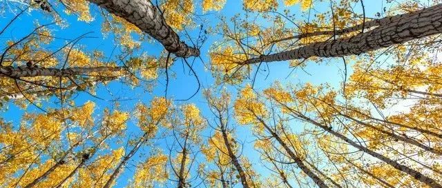 华中农大丁寄花团队揭示蛋白质乙酰化修饰对杨树休眠芽解除的作用
