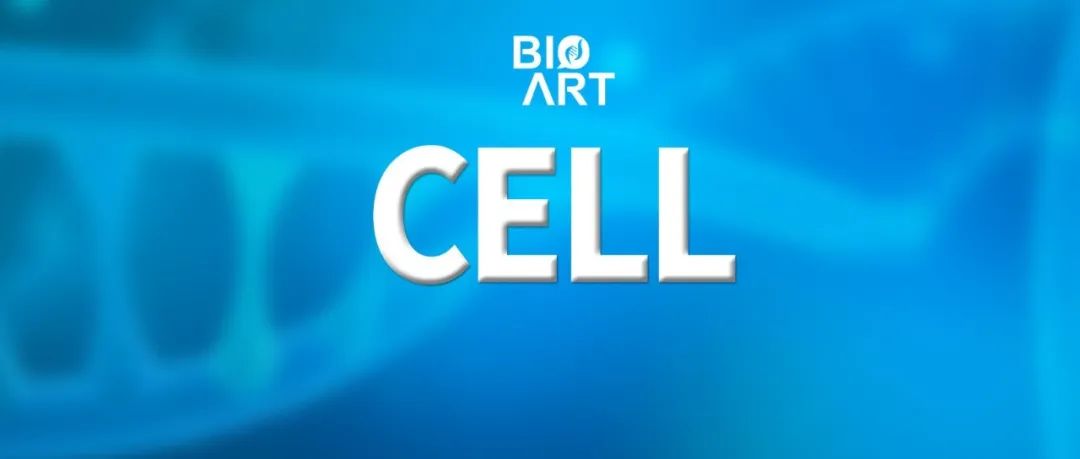 Cell | 开辟崭新的信息素分子通路——陈睿/王吉鹏等揭示雄性血吸虫诱导雌虫生殖发育的信息素
