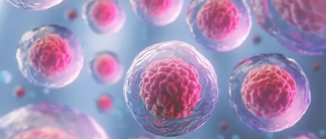 Science：重大进展！科学家用干细胞诱导出生殖细胞，并培育出健康可育后代