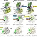 Science：可爱龙团队揭示能够切割蛋白的新型CRISPR工具的作用机制
