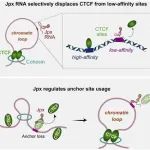Cell：重大进展！首次揭示Jpx RNA在哺乳动物的染色体环行为和基因表达