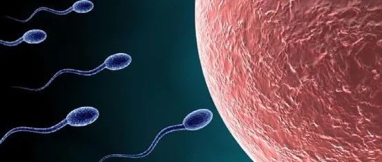 清华大学陈立功团队发现调控精子代谢及不育新机制