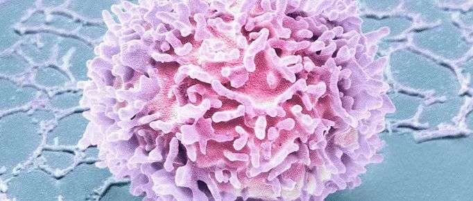 新锐！再凌生物完成4500万美元首轮融资，开发NK细胞治疗