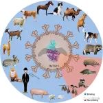 中国科学院微生物研究所研究团队揭示了冠状病毒RaTG13的跨种识别分子机制