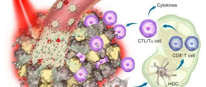 中科院发文Science子刊：以血小板为基础的联合抗癌疗法新配方