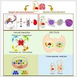 Cell Research：李程研究组与合作者揭示胎肝造血干细胞扩增功能单元“HSC PLUS”