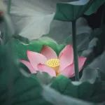 一品红儿童专用抗流感药物，最新研究结果重磅发布