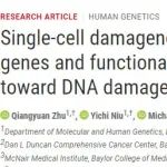 DNA的哪些部分特别容易受伤？新方法绘制“损伤组”