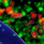 升级版CRISPR/Cas供研究人员一次敲除多个植物基因